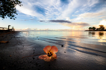 Hibiscus flower at the edge of the water at the Venus point of Tahiti, at sunset