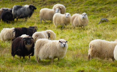 Fototapeta premium Icelandic Sheep Graze in the Mountain Meadow, Group of Domestic Animal in Pure and Clear Nature. Beautiful Icelandic Highlands. Ecologically Clean Lamb Meat and Wool Production. Scenic Area