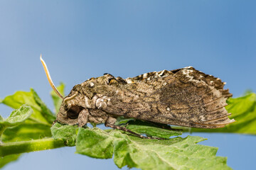 Carolina Sphinx Moth - Manduca sexta
