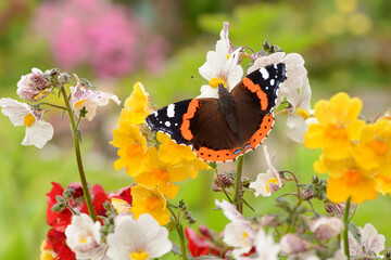 Schmetterling 1048