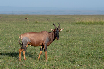 The rare tsessebe antelope (Damaliscus lunatus) in natural habitat