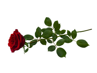 Bright red rose with green leaves isolated on white background. A single rose is located horizontally. - 567122753