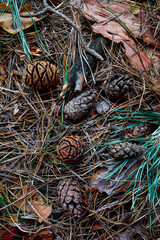 Bedding of needles and cones in a pine forest. Macro photography. Autumn forest.