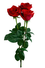 Bouquet of red roses isolated on transparent background - 567123942