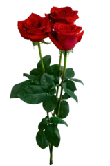 Poster Bouquet of red roses isolated on transparent background © alesikka