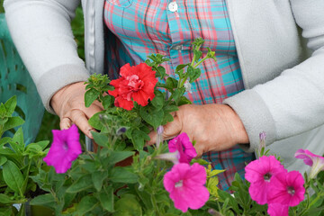    Senior woman gardening in the backyard garden. Home gardening concept. Gardener planting flowers.