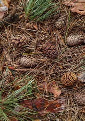 Bedding of needles and cones in a pine forest. Macro photography. Autumn forest.