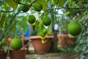 lemon tree in the greenhouse