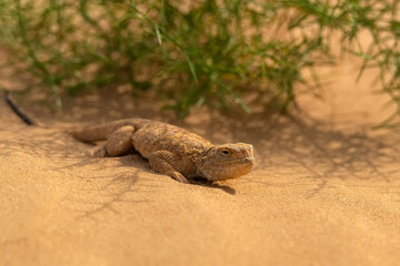 Secret Toadhead Agama or Phrynocephalus mystaceus. Toad-headed agama
