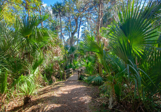 Fern Hammock Trail, Juniper Springs Recreation Area, Ocala National Forest, Florida