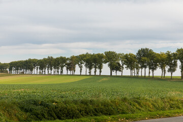 Fototapeta na wymiar Green field of winter wheat, tall trees growing in a row.
