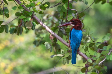 White-throated kingfisher or Halcyon smyrnensis in Sri Lanka