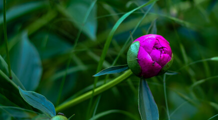 Spring background with a purple peony with an ant on it, with blurred green leaves behind