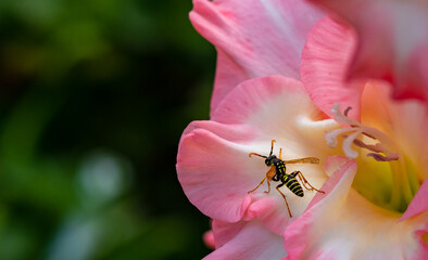 Vibrant colorful background with a bee gathering pollen