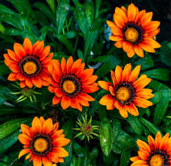 Spring flowers background, orange daisies with green leaves photographed from above in the garden