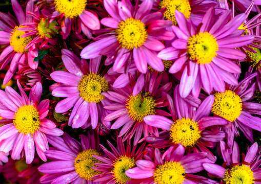 Spring flowers background, purple daisies photographed from above in the garden