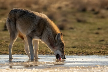 Eurasian wolf or Canis lupus lupus drinks in steppe. Grey wolf near water
