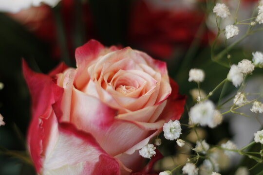A bouquet of different roses.