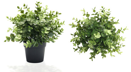Green Artificial plant potted for indoors decorative Isolated on white.