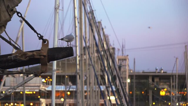 A seagull sits on the mast of a ship.