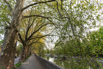 Fototapeta premium Platan trees in a line in Esztergom