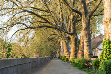 Platan trees in a line in Esztergom - 567129596