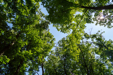 Fototapeta na wymiar Tree crowns full of green leaves in the forest