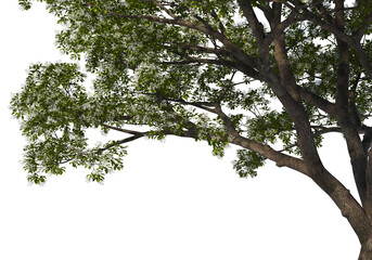 3D render tree branches with flowers on transparent background