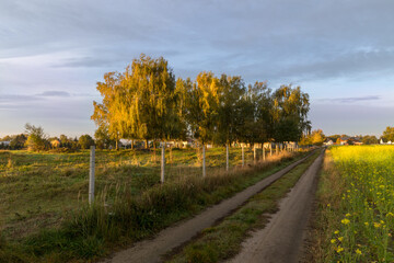 View of bright colorful autumn forest on sunny day. Orange, yellow, red leaves of trees. Path deep into the forest in the middle.