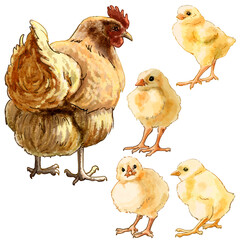 Color illustration Farm with chickens