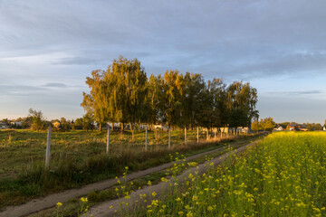 View of bright colorful autumn forest on sunny day. Orange, yellow, red leaves of trees. Path deep into the forest in the middle.