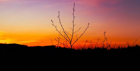 Baum Sonnenuntergang/Tree Sunset