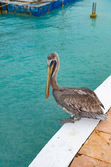 image of pelican bird with beak. pelican bird with beak outdoor. pelican bird with beak