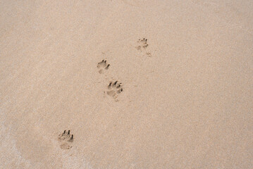 dog tracks in the sand on the beach