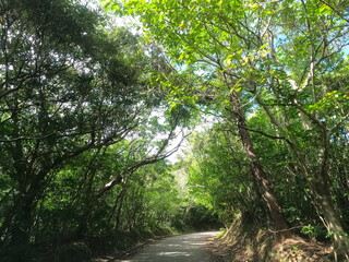 森林浴楽しむジャングル道