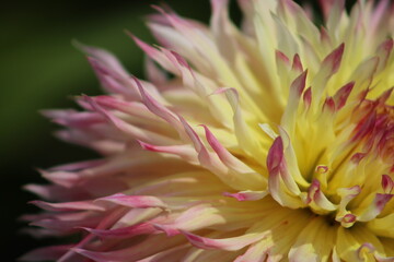 Bot&aacute;nica alemana