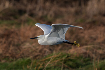Little Egret in flight against diffused brown background