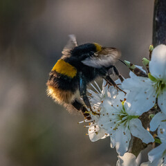 Bumble Bee just about to land on White Blossom