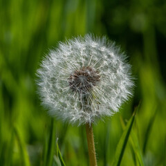Dandelion Head with seeds ready to be blown against  green diffused background 