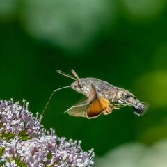 Hummingbird hawk-moth feeding in flight