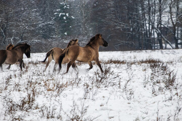 A group of wild gray-brown horses in their natural habitat, running through snow and dry grass in winter. Soft focus