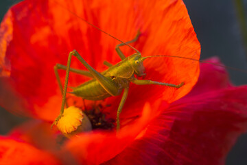 green grasshopper sits on a red poppy