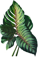 Maranta House Plant Leaf On White Background As Watercolor Illustration