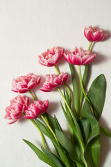 Beautiful terry tulips of pink color on a white
