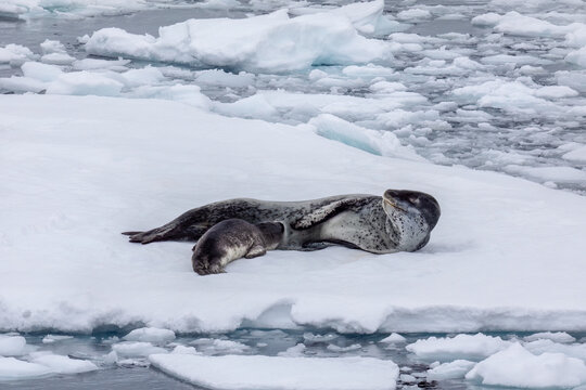 Rare look at Leopard Seal nursing her pup on an ice flow in Antarctica