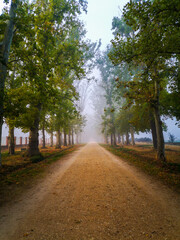 Foggy path field in Aranjuez, Spain