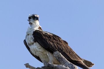 white tailed eagle