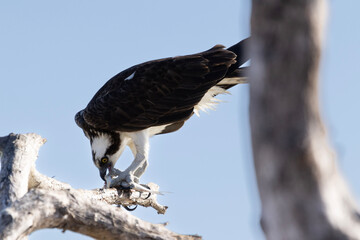 white tailed eagle