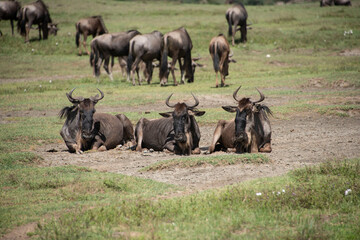 Herd of wildebeests laying in savanna grasslands of Tanzania, Africa