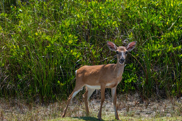 Key Deer, Big Pine Key, Florida Keys
